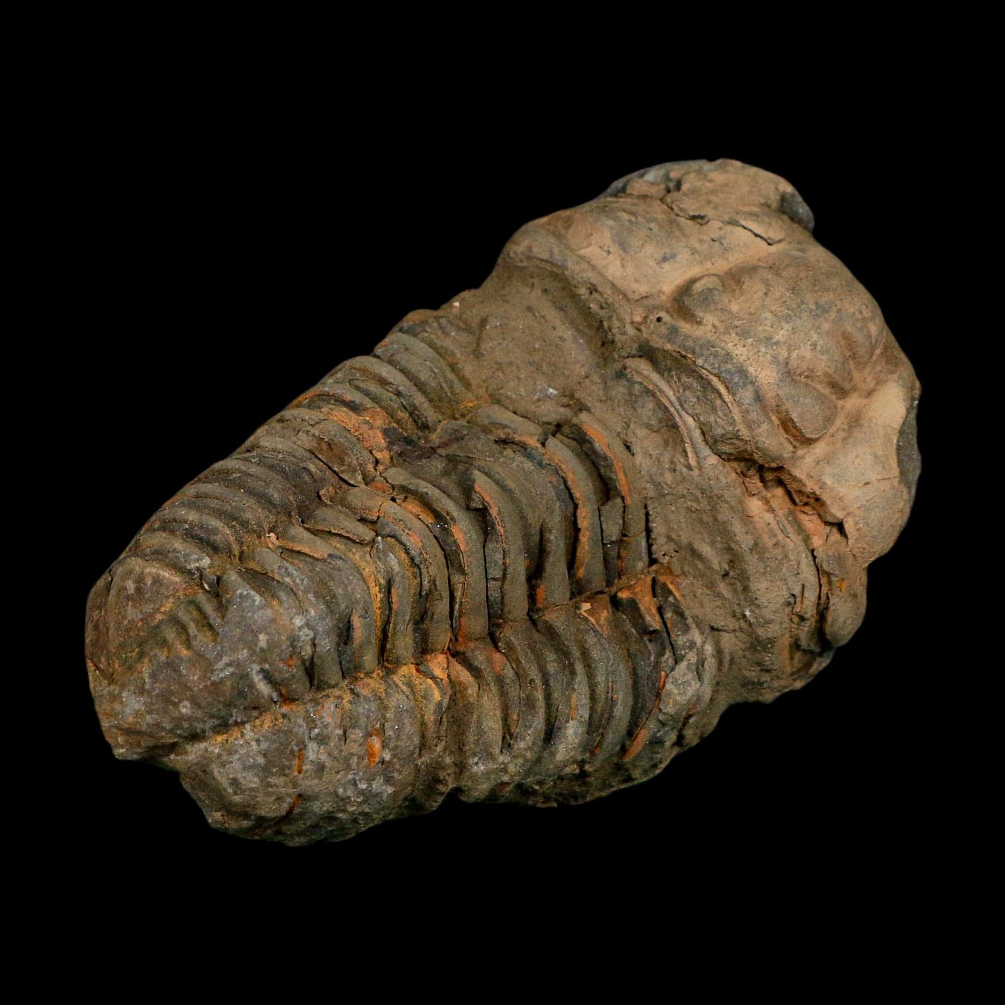 3.4" Flexicalymene Trilobite Fossil Ordovician Age Tazzarine Region Morocco COA - Fossil Age Minerals