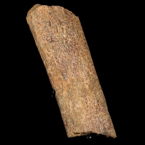 3.2" Edmontosaurus Fossil Rib Bone Hell Creek FM Cretaceous Dinosaur MT COA Stand - Fossil Age Minerals