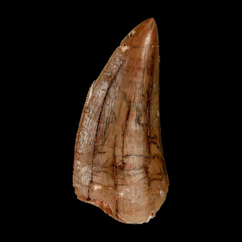 2.4" Carcharodontosaurus Serrated Fossil Tooth Cretaceous Theropod Dinosaur Display COA