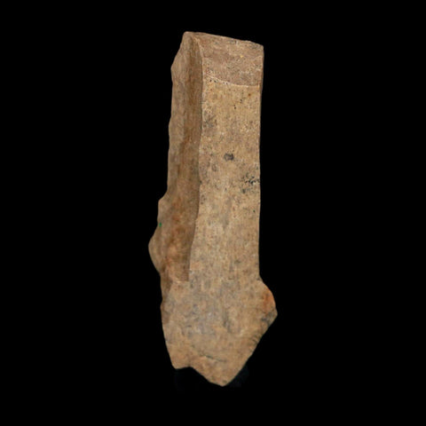 1.7" Tyrannosaurus Rex Fossil Bone Dinosaur Lance Creek Formation Wyoming COA - Fossil Age Minerals