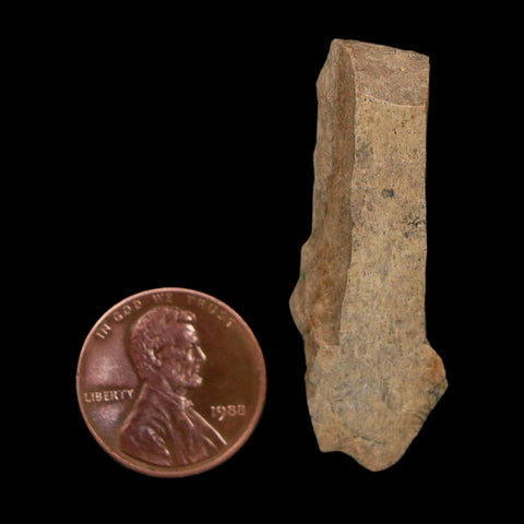 1.7" Tyrannosaurus Rex Fossil Bone Dinosaur Lance Creek Formation Wyoming COA - Fossil Age Minerals