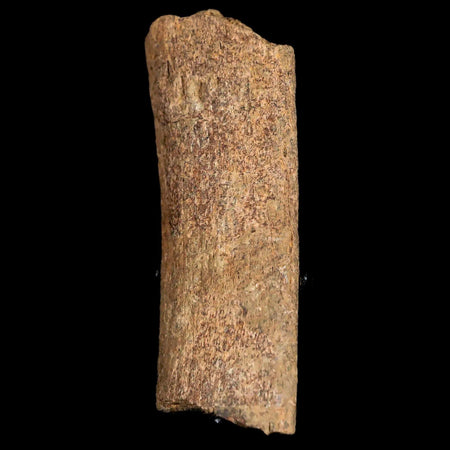 3.2" Edmontosaurus Fossil Rib Bone Hell Creek FM Cretaceous Dinosaur MT COA Stand