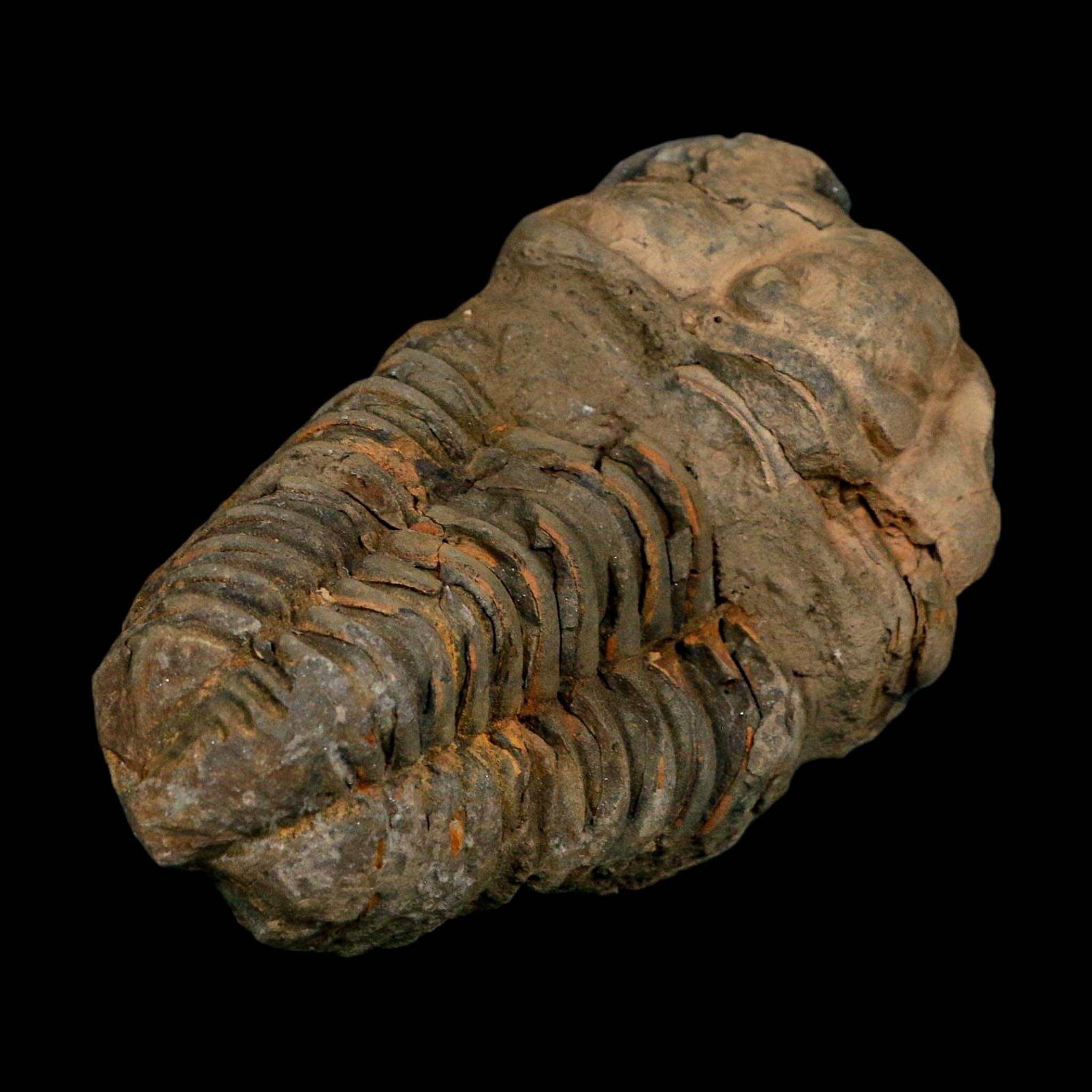 3.4" Flexicalymene Trilobite Fossil Ordovician Age Tazzarine Region Morocco COA - Fossil Age Minerals