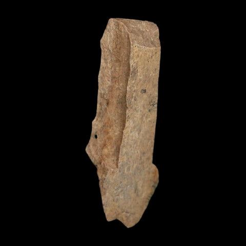 1.7" Tyrannosaurus Rex Fossil Bone Dinosaur Lance Creek Formation Wyoming COA - Fossil Age Minerals