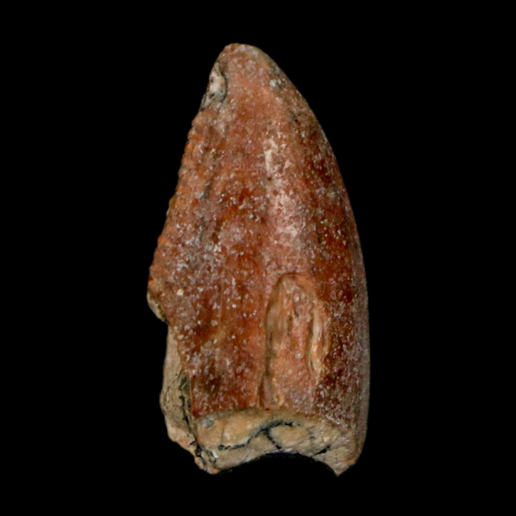0.7" Majungasaurus Serrated Fossil Tooth Cretaceous Dinosaur Madagascar COA - Fossil Age Minerals