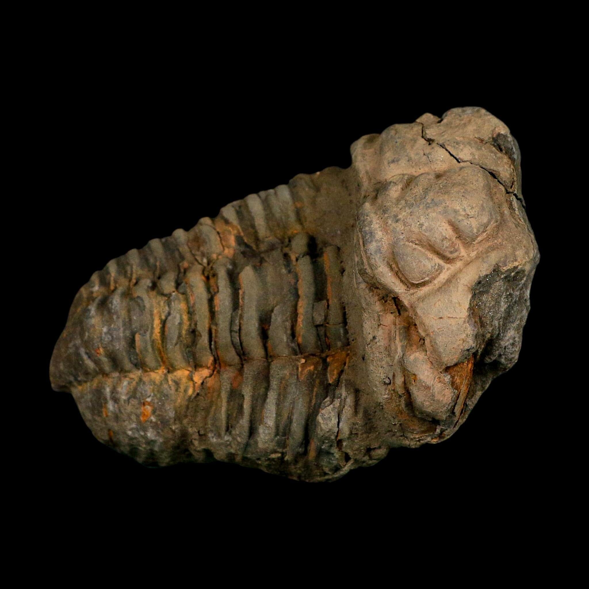 3.4" Flexicalymene Trilobite Fossil Ordovician Age Tazzarine Region Morocco COA - Fossil Age Minerals