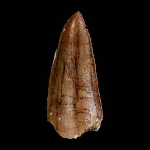 2.4" Carcharodontosaurus Serrated Fossil Tooth Cretaceous Theropod Dinosaur Display COA