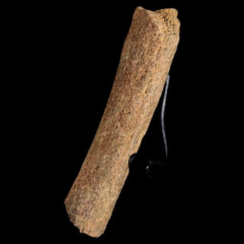 3.2" Edmontosaurus Fossil Rib Bone Hell Creek FM Cretaceous Dinosaur MT COA Stand - Fossil Age Minerals