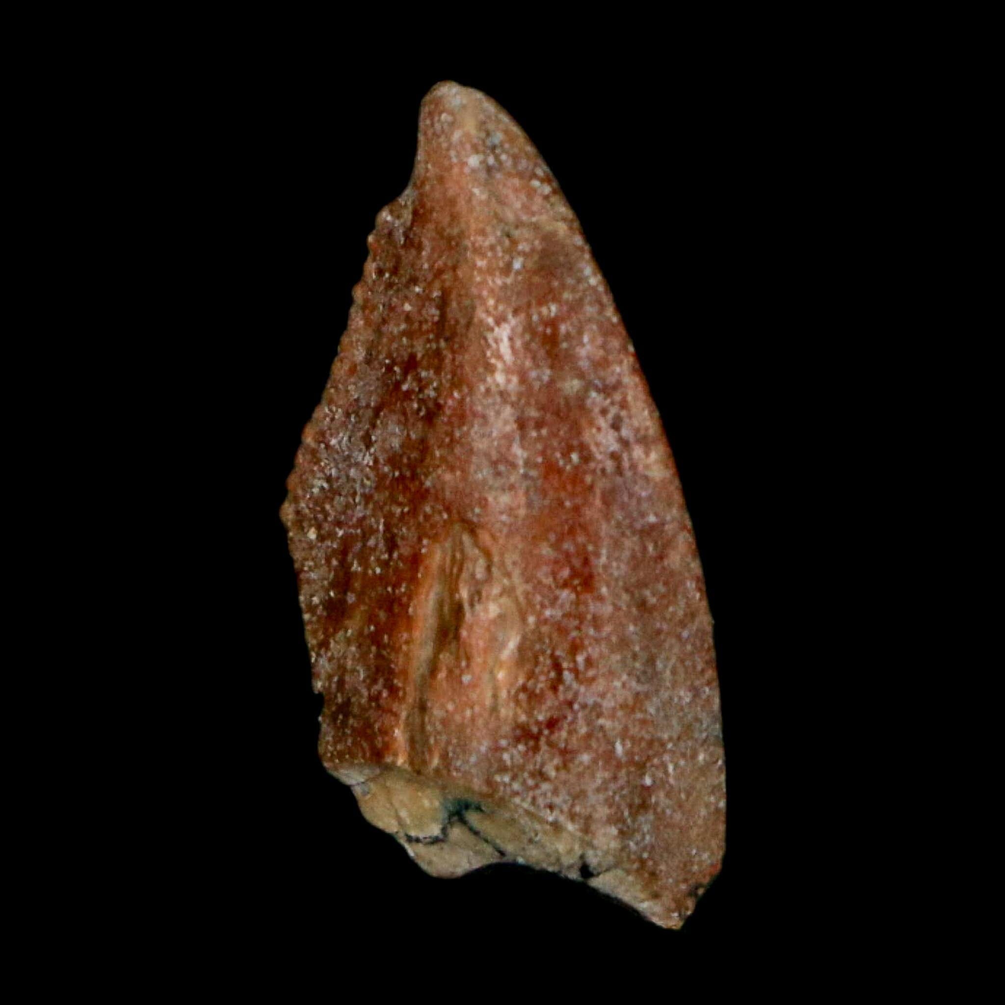 0.7" Majungasaurus Serrated Fossil Tooth Cretaceous Dinosaur Madagascar COA - Fossil Age Minerals