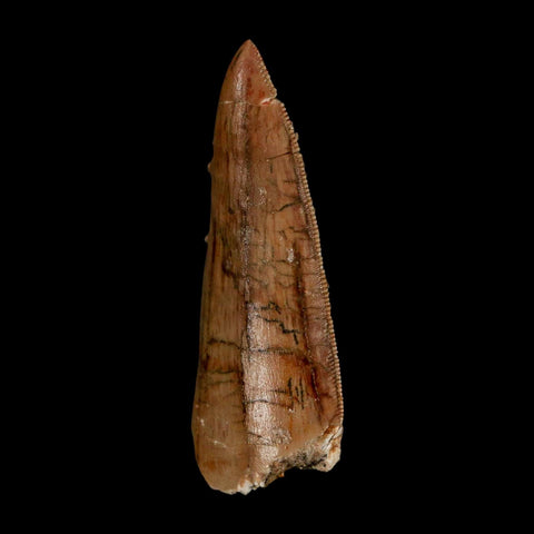 2.4" Carcharodontosaurus Serrated Fossil Tooth Cretaceous Theropod Dinosaur Display COA