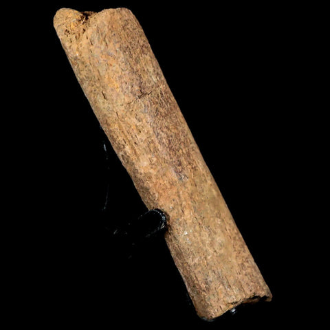 3.2" Edmontosaurus Fossil Rib Bone Hell Creek FM Cretaceous Dinosaur MT COA Stand - Fossil Age Minerals