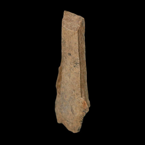 1.7" Tyrannosaurus Rex Fossil Bone Dinosaur Lance Creek Formation Wyoming COA - Fossil Age Minerals