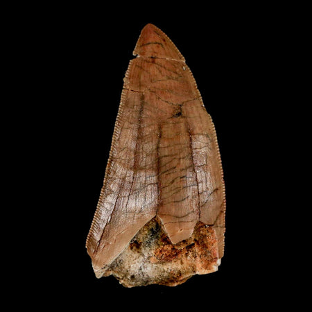 2.4" Carcharodontosaurus Serrated Fossil Tooth Cretaceous Theropod Dinosaur Display COA