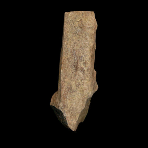 1.7" Tyrannosaurus Rex Fossil Bone Dinosaur Lance Creek Formation Wyoming COA - Fossil Age Minerals