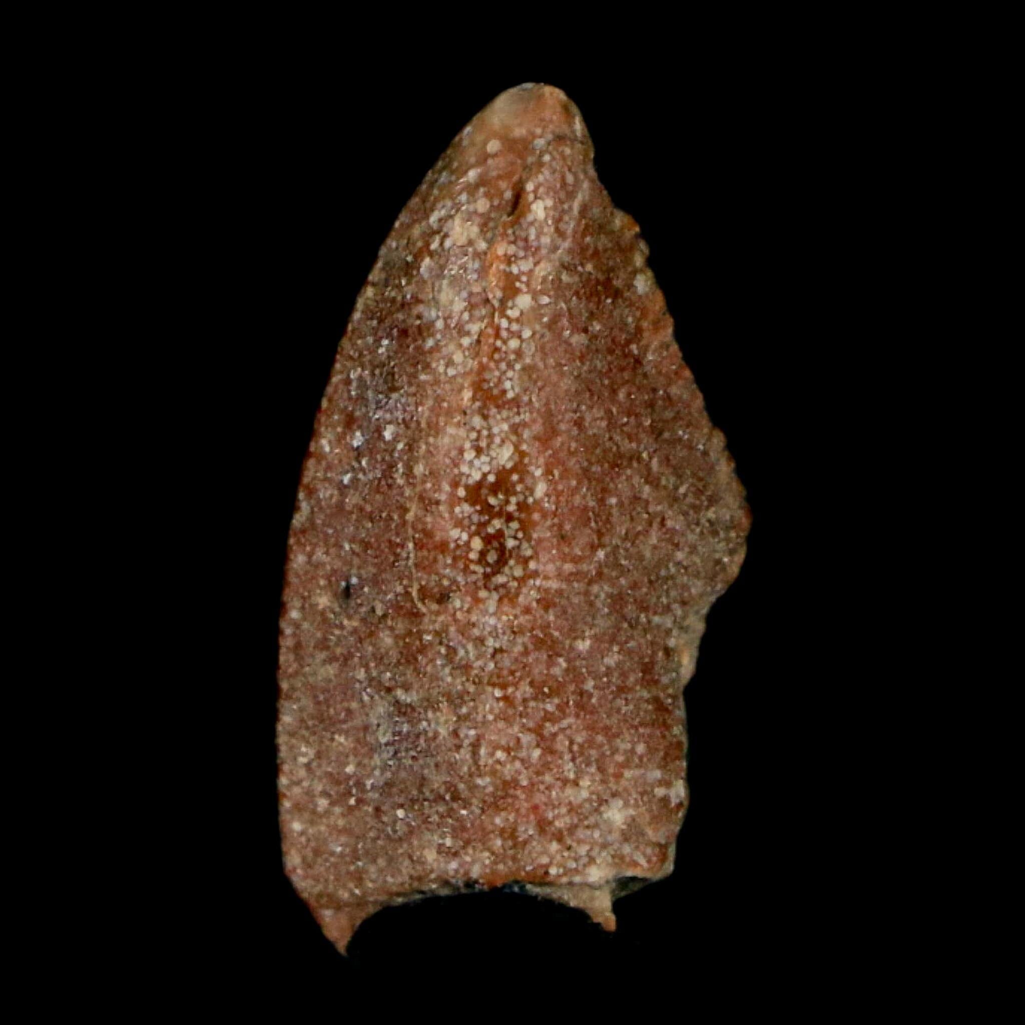 0.7" Majungasaurus Serrated Fossil Tooth Cretaceous Dinosaur Madagascar COA - Fossil Age Minerals