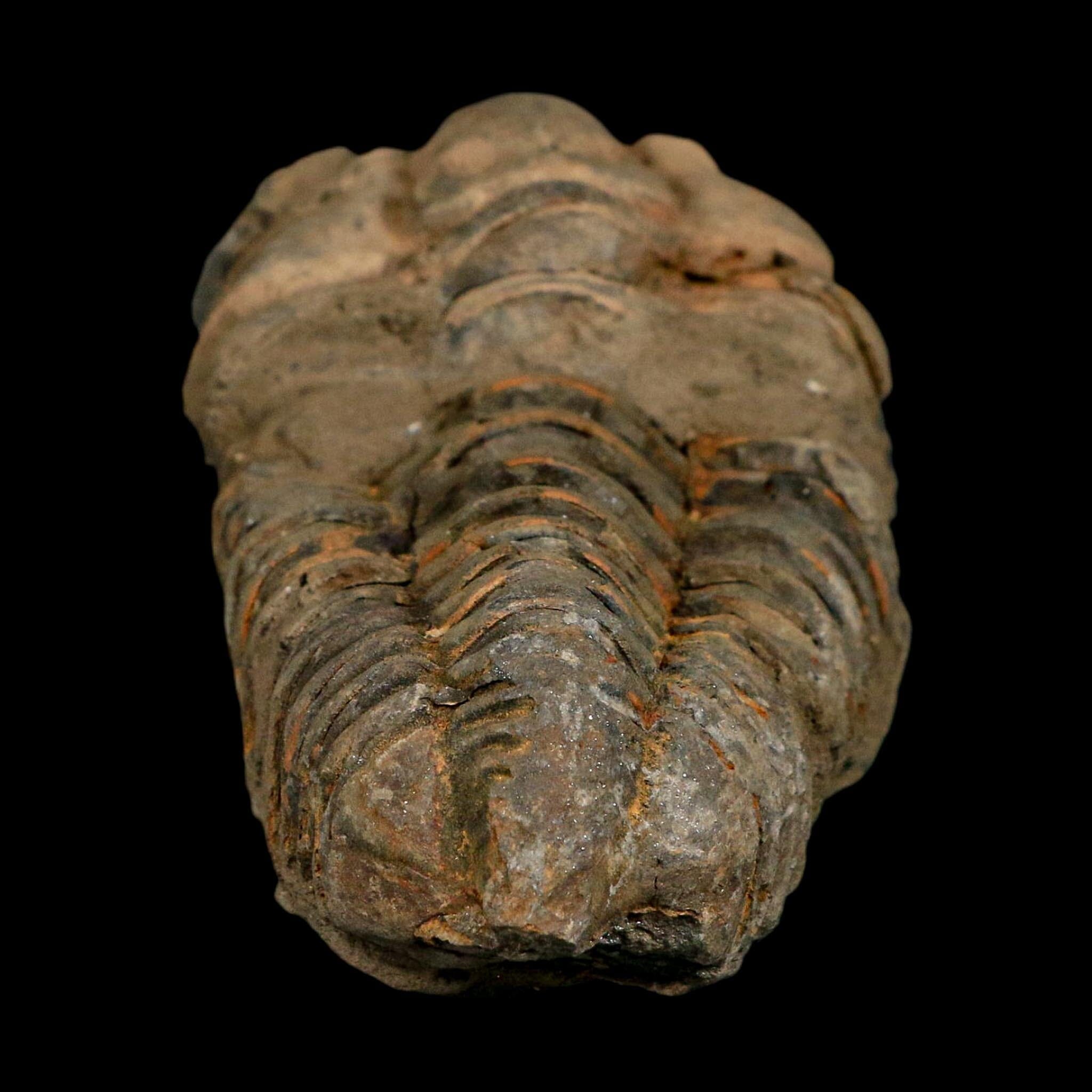 3.4" Flexicalymene Trilobite Fossil Ordovician Age Tazzarine Region Morocco COA - Fossil Age Minerals