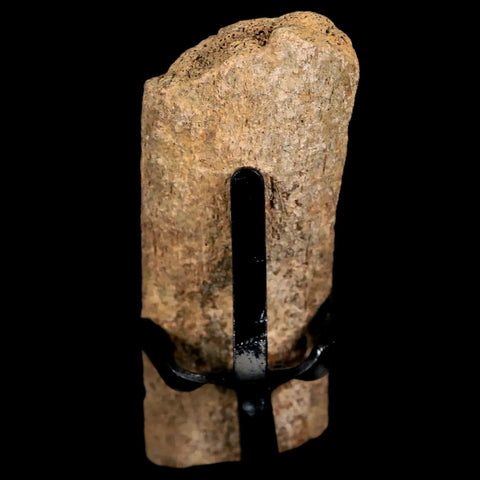 3.2" Edmontosaurus Fossil Rib Bone Hell Creek FM Cretaceous Dinosaur MT COA Stand - Fossil Age Minerals