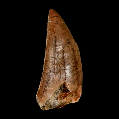 2.4" Carcharodontosaurus Serrated Fossil Tooth Cretaceous Theropod Dinosaur Display COA