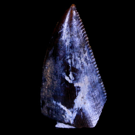 0.6" Majungasaurus Serrated Fossil Tooth Cretaceous Dinosaur Madagascar COA