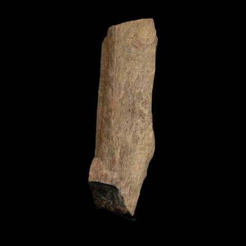 1.7" Tyrannosaurus Rex Fossil Bone Dinosaur Lance Creek Formation Wyoming COA - Fossil Age Minerals