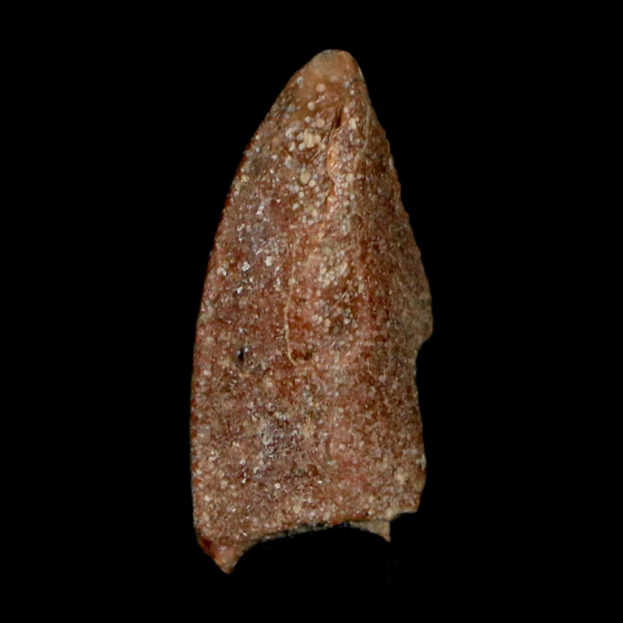 0.7" Majungasaurus Serrated Fossil Tooth Cretaceous Dinosaur Madagascar COA - Fossil Age Minerals
