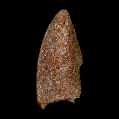 0.7" Majungasaurus Serrated Fossil Tooth Cretaceous Dinosaur Madagascar COA