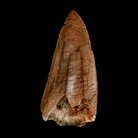 2.4" Carcharodontosaurus Serrated Fossil Tooth Cretaceous Theropod Dinosaur Display COA