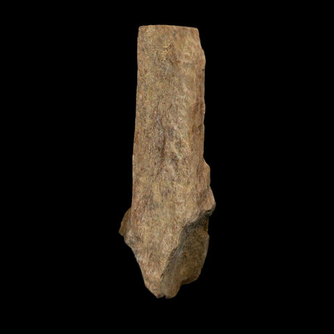 1.7" Tyrannosaurus Rex Fossil Bone Dinosaur Lance Creek Formation Wyoming COA - Fossil Age Minerals