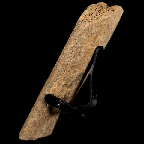 3.2" Edmontosaurus Fossil Rib Bone Hell Creek FM Cretaceous Dinosaur MT COA Stand - Fossil Age Minerals