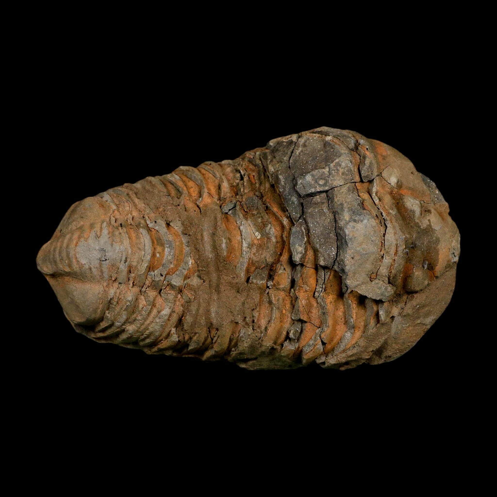 3.5" Flexicalymene Trilobite Fossil Ordovician Age Tazzarine Region Morocco COA - Fossil Age Minerals