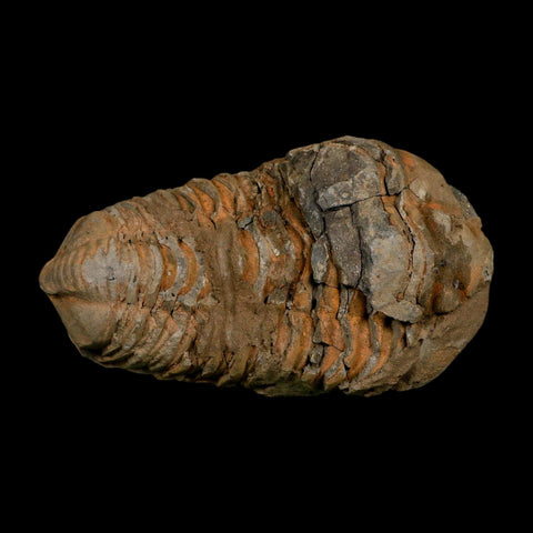 3.5" Flexicalymene Trilobite Fossil Ordovician Age Tazzarine Region Morocco COA