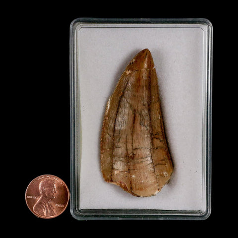 2.4" Carcharodontosaurus Serrated Fossil Tooth Cretaceous Theropod Dinosaur Display COA