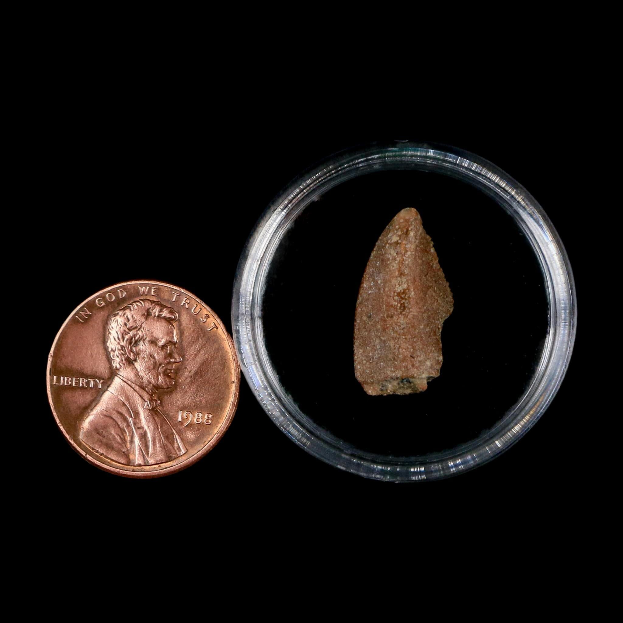 0.7" Majungasaurus Serrated Fossil Tooth Cretaceous Dinosaur Madagascar COA - Fossil Age Minerals
