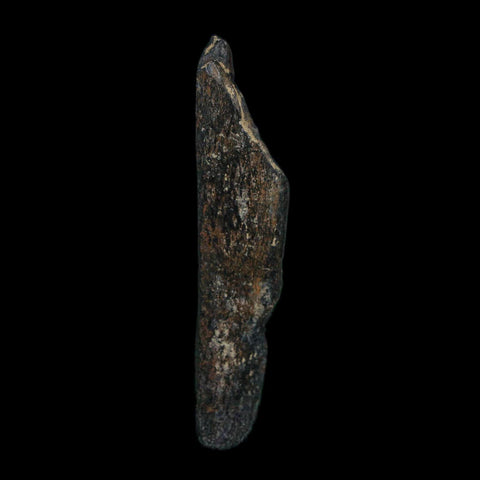 2.1" Tyrannosaurus Rex Fossil Bone Dinosaur Lance Creek Formation Wyoming COA - Fossil Age Minerals
