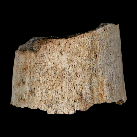 2.5" Triceratops Fossil Horn Section Lance Creek FM Cretaceous Dinosaur WY COA