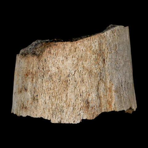 2.5" Triceratops Fossil Horn Section Lance Creek FM Cretaceous Dinosaur WY COA - Fossil Age Minerals