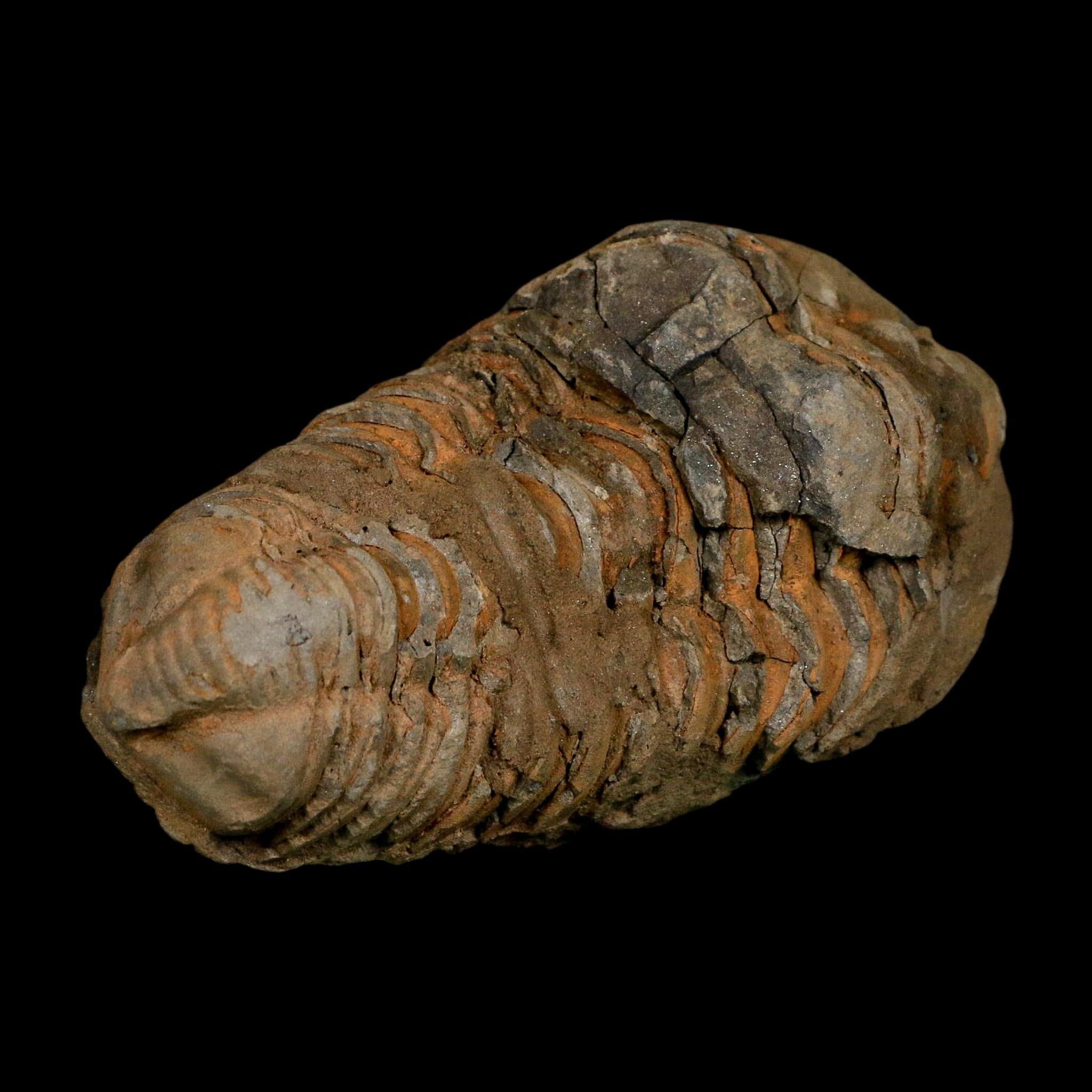 3.5" Flexicalymene Trilobite Fossil Ordovician Age Tazzarine Region Morocco COA - Fossil Age Minerals