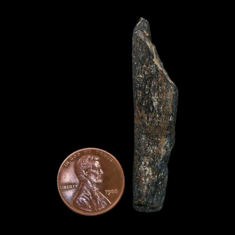 2.1" Tyrannosaurus Rex Fossil Bone Dinosaur Lance Creek Formation Wyoming COA - Fossil Age Minerals