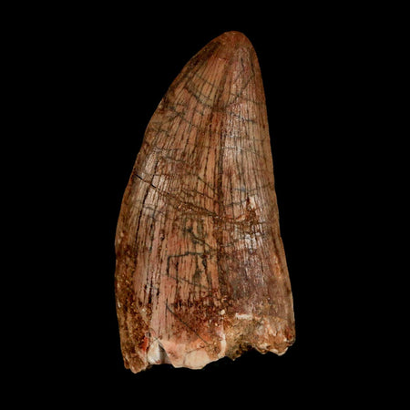 2.5" Carcharodontosaurus Serrated Fossil Tooth Cretaceous Theropod Dinosaur Display COA