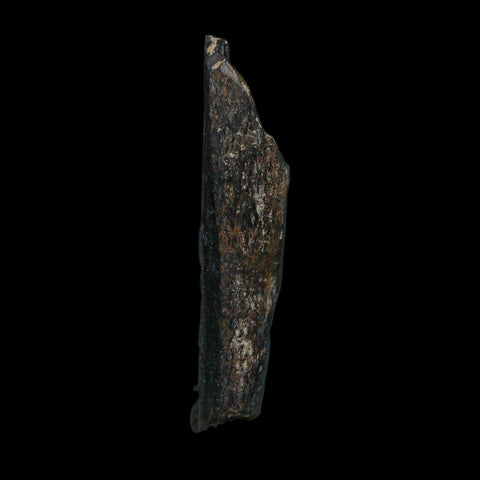 2.1" Tyrannosaurus Rex Fossil Bone Dinosaur Lance Creek Formation Wyoming COA - Fossil Age Minerals