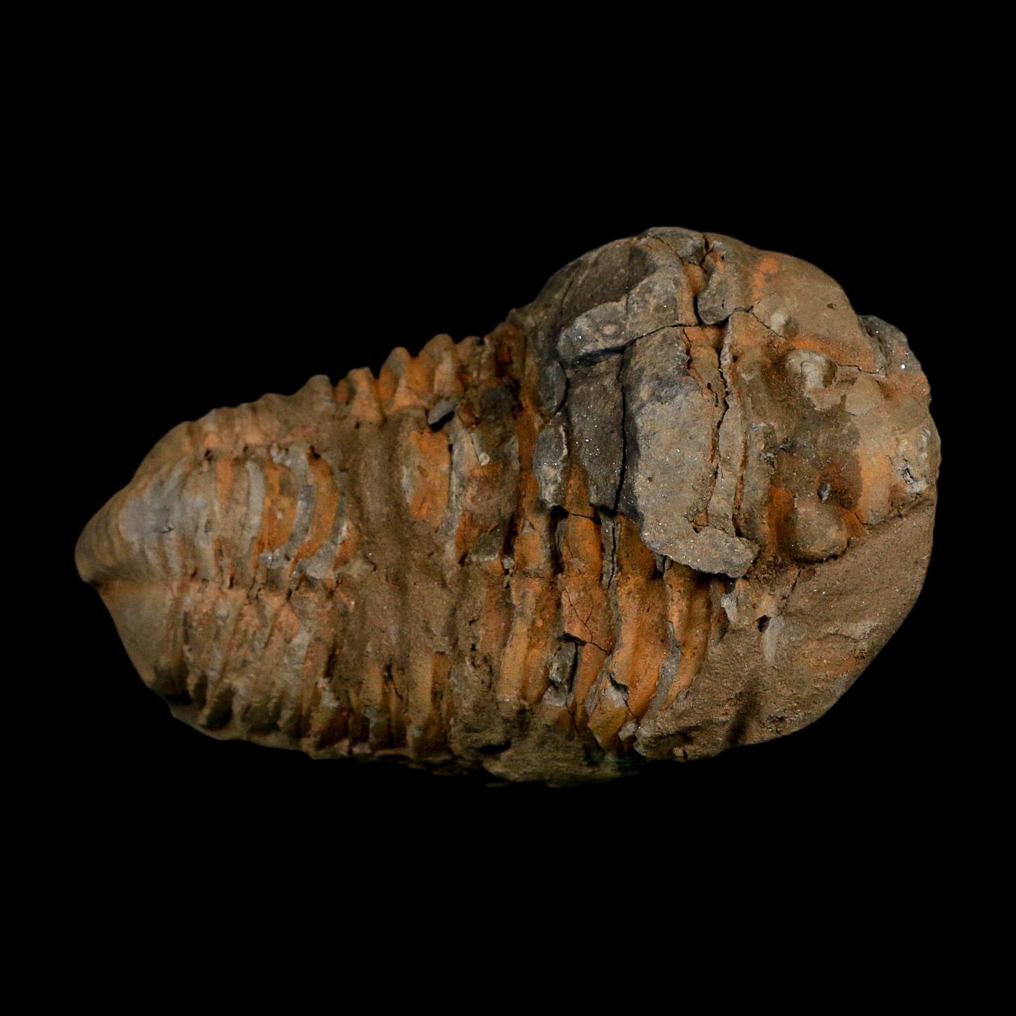 3.5" Flexicalymene Trilobite Fossil Ordovician Age Tazzarine Region Morocco COA - Fossil Age Minerals