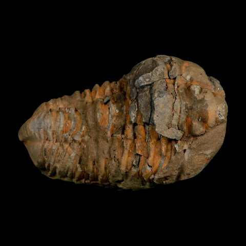 3.5" Flexicalymene Trilobite Fossil Ordovician Age Tazzarine Region Morocco COA