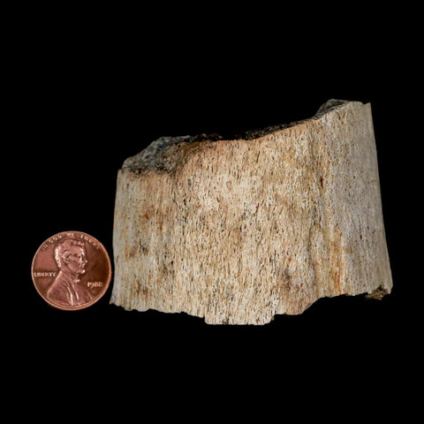 2.5" Triceratops Fossil Horn Section Lance Creek FM Cretaceous Dinosaur WY COA - Fossil Age Minerals