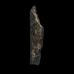 Tyrannosaurus Rex Fossil Collection