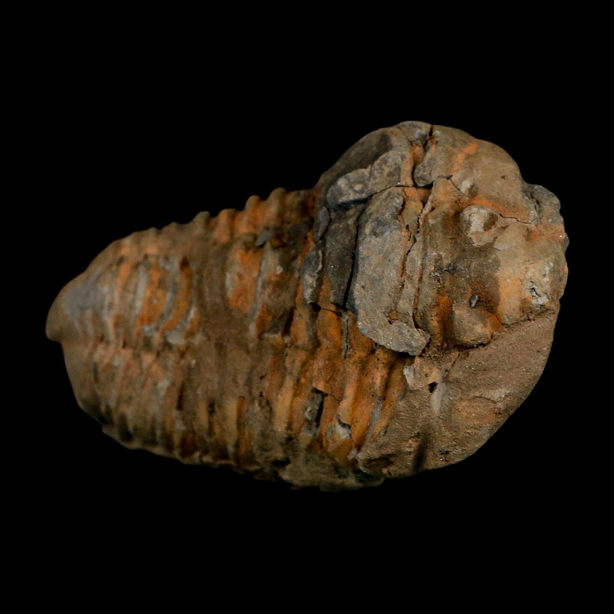 3.5" Flexicalymene Trilobite Fossil Ordovician Age Tazzarine Region Morocco COA - Fossil Age Minerals