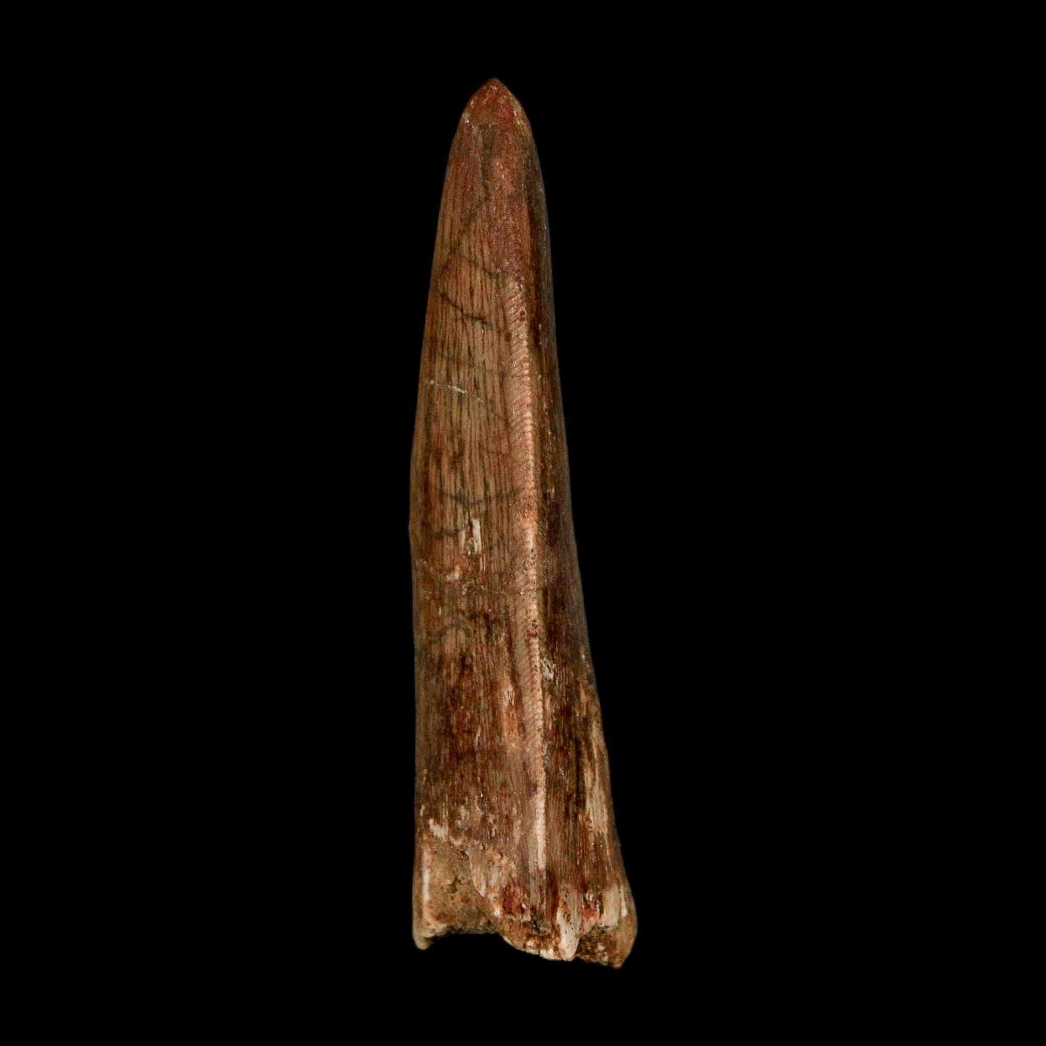 2.5" Carcharodontosaurus Serrated Fossil Tooth Cretaceous Theropod Dinosaur Display COA - Fossil Age Minerals