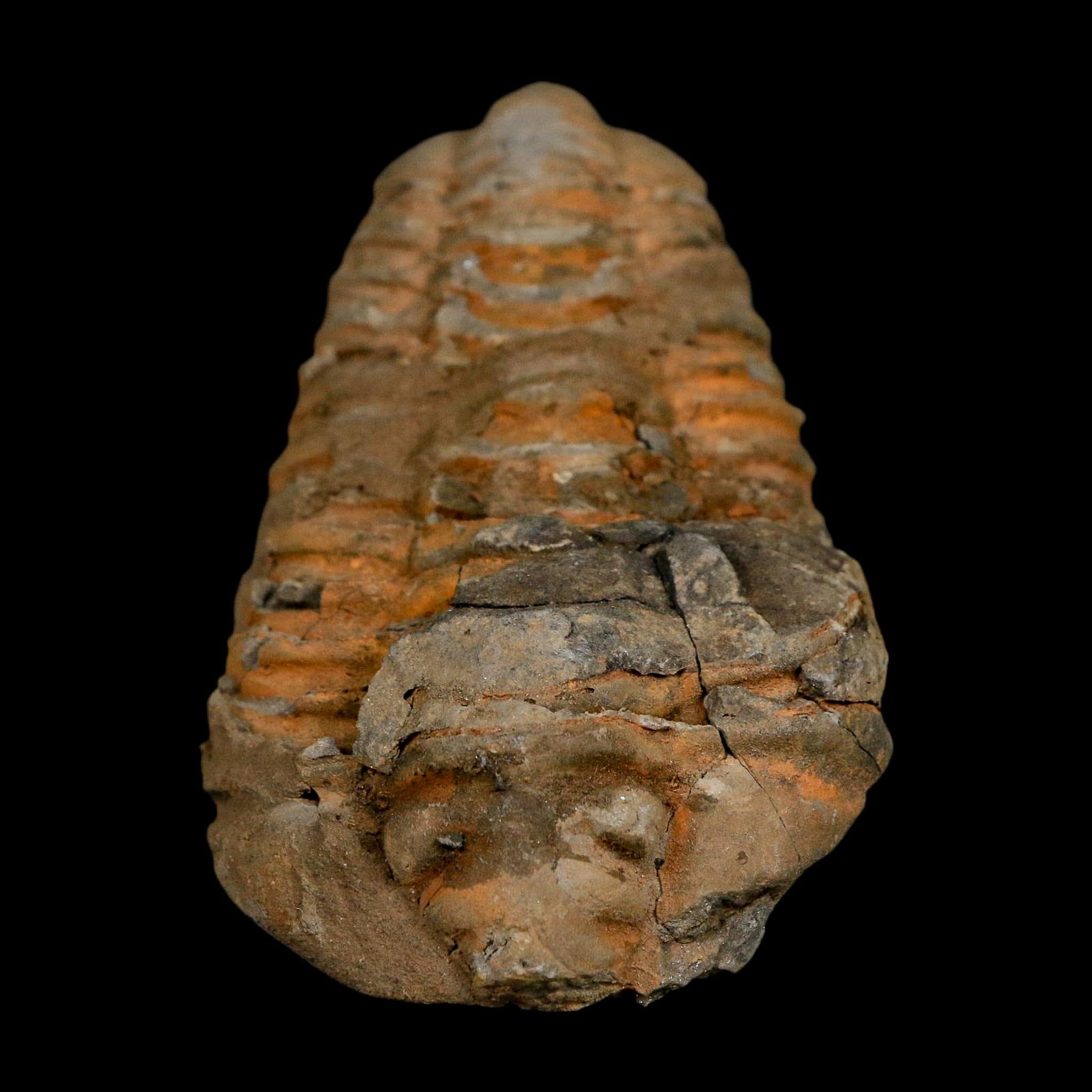 3.5" Flexicalymene Trilobite Fossil Ordovician Age Tazzarine Region Morocco COA - Fossil Age Minerals