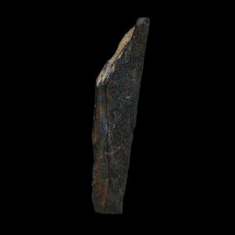 2.1" Tyrannosaurus Rex Fossil Bone Dinosaur Lance Creek Formation Wyoming COA - Fossil Age Minerals