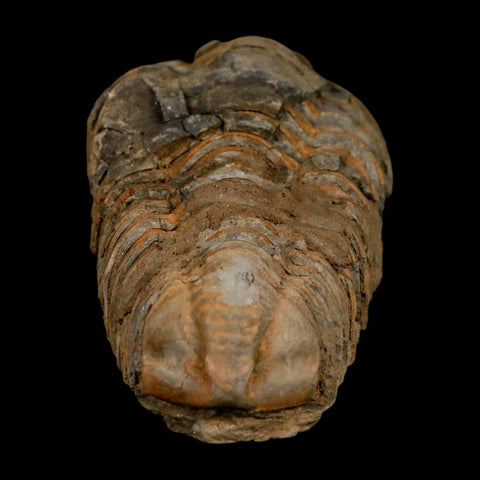 3.5" Flexicalymene Trilobite Fossil Ordovician Age Tazzarine Region Morocco COA