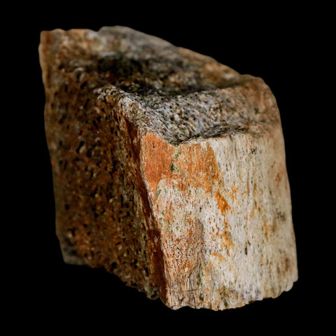 2.5" Triceratops Fossil Horn Section Lance Creek FM Cretaceous Dinosaur WY COA - Fossil Age Minerals